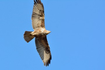 Eurasian Buzzard (Buteo buteo), Greece
