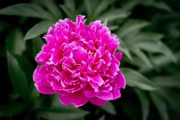 Peony