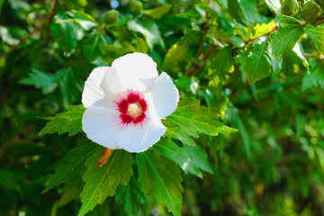 Hibiscus syriacus 'Red Heart'