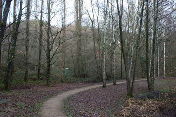 Forest Path in Winter 