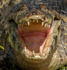 Obraz premium Pantanal Caiman ziewa