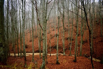 River flowing through a foggy river