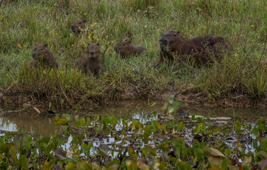 Resting Capybara