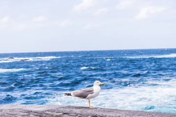 Seagull by the sea