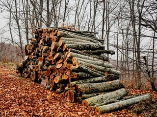 Wood for the winter