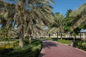 Fototapeta na wymiar Running track lined with palm trees in Al Barsha Pond Park, Dubai, United Arab Emirates