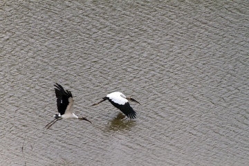 Panorami del Mississippi e della Louisiana (USA)