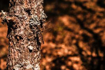 Dragonfly on tree bark