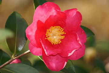 Obraz premium 椿の花