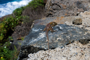 Lizard (Gallotia galloti) on a rock