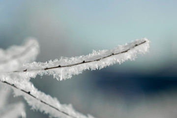 Obraz premium tree branch in snow on macro sky background