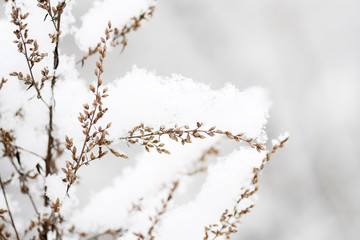 Fluffy snow on dry grass in the winter forest close up