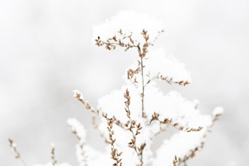 Fluffy snow on dry grass in the winter forest close up