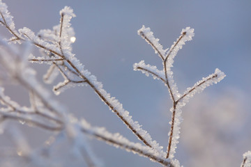 Beautiful winter background with the frozen flowers and plants. A natural pattern on plants