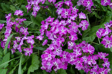 purple flowers in the garden