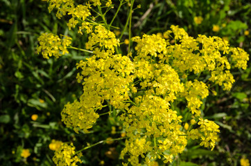 yellow flowers