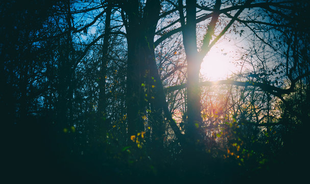 Sunshine trough the dark forest