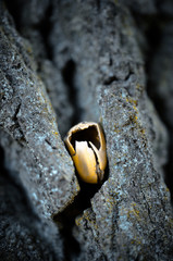 One acorn on a tree bark