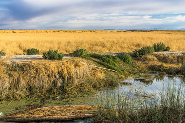 Reed on the shore of lake Titicaca