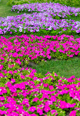 In cozy home garden on summer./ Vivid flower and plant decoration in cozy home flower garden on summer.

