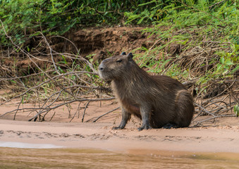 Resting Capybara