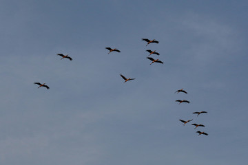 Flock of asian openbill bird flying on blue sky background