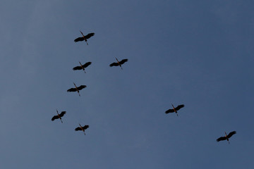 Flock of asian openbill bird flying on blue sky background
