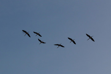 Flock of asian openbill bird flying on blue sky background