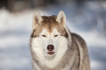 Naklejka premium Close-up Portrait of serious, gorgeous and free Siberian Husky dog standing on the snow in the fairy forest in winter