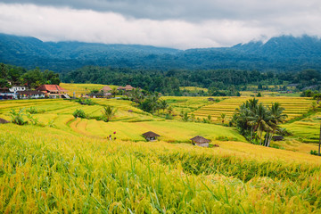 Obraz premium Rise terraces with mountains in Bali, Indonesia