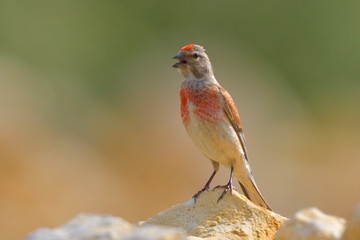 Common Linnet (Linaria cannabina), male
