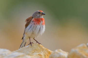 Common Linnet (Linaria cannabina), male