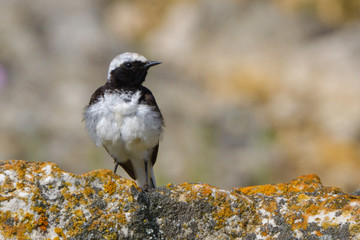 Pied wheatear on a rock