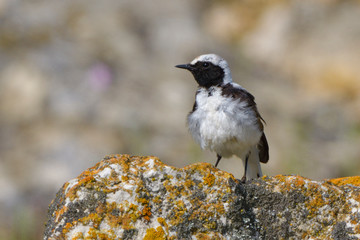 Pied wheatear on a rock