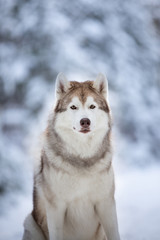 Close-up Portrait of gorgeous and free Siberian Husky dog sitting on the snow path in the fairy winter forest at sunset.