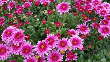 bouquet of purple flower in the garden