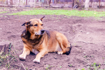 Brown dog lying on the ground in the garden