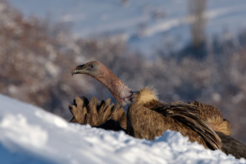 Griffon Vultures in Winter Landscape, into the Mountains