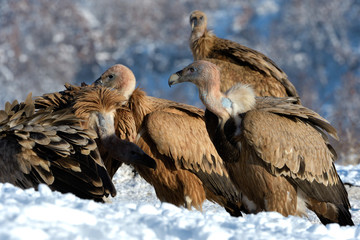 Griffon Vultures in Winter Landscape, into the Mountains