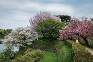 fioritura ciliegi