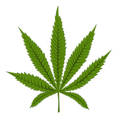 Marijuana, canibas, or hemp leaf. Vector isolated on white background for hemp protein, oil, cosmetics, or other design