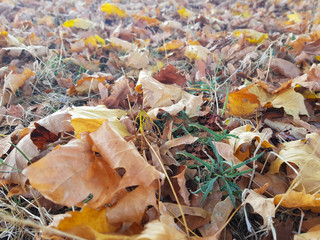 autumn leaves on grass