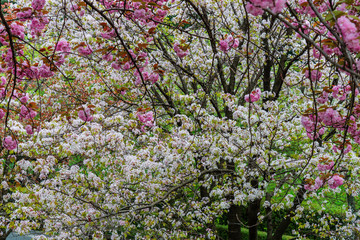 ciliegi in fiore