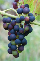 Frische blaue Trauben am Weinstock 