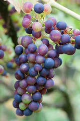 Frische blaue Trauben am Weinstock 