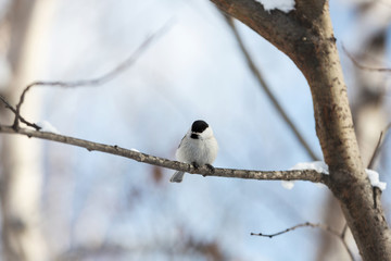 Close-up Image of beautiful marsh tit bird sitting on the branch in the winter forest on sunny day