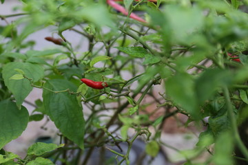 Thai Red Chili pepper