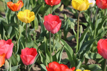 Obraz premium Tulpen