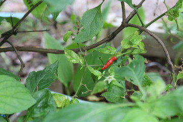 Thai Red Chili pepper