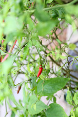 Thai Red Chili pepper